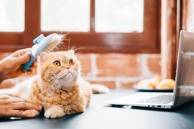 Close-up of cat on table