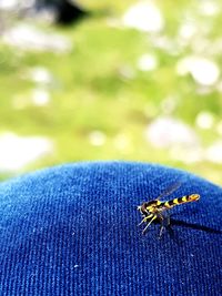 Close-up of insect on blue finger