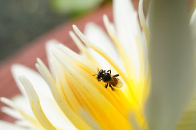 Close-up of bee pollinating on yellow flower