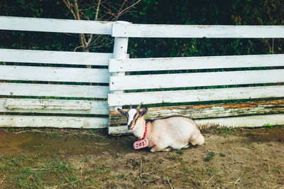 View of a goat kids on dirt road