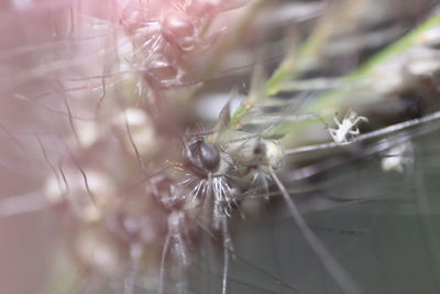 Close-up of spider on web