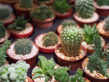 Full frame shot of succulent plants