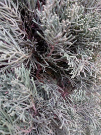 High angle view of snow on plant