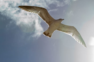 Low angle view of seagull flying against sky