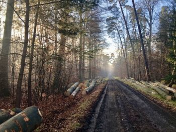 Road amidst trees in forest