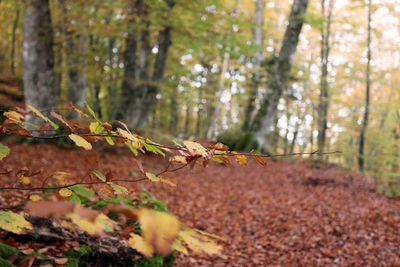 Close-up of dry leaves on land in forest during autumn
