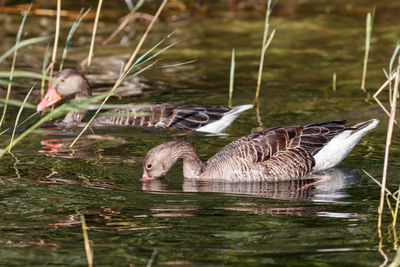 Birds in lake