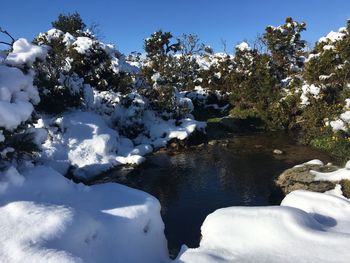 Snow covered trees by lake against sky