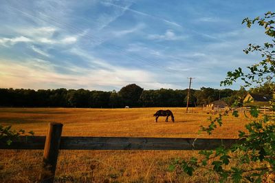 Horses in a field