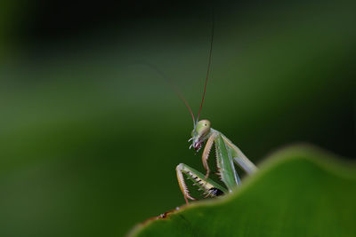 Close-up of insect