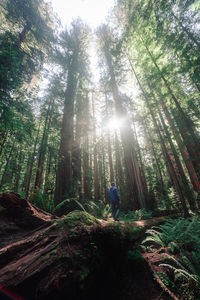 Trees in forest