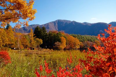 Scenic view of autumnal by trees against sky