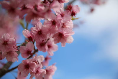 Close-up of pink flowers blooming on tree