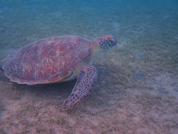reef
