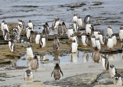 High angle view of birds on beach