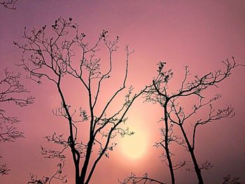 Low angle view of trees against sky at sunset