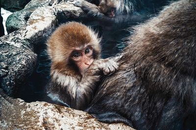 Close-up portrait of monkey on rock