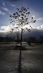 Bare tree on landscape against sky