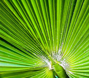 Full frame of leaves