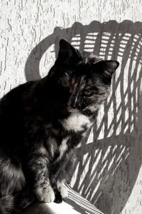 Portrait of cat sitting on floor