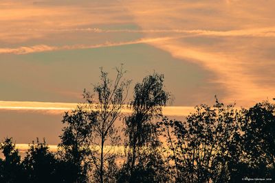 Silhouette trees against dramatic sky during sunset