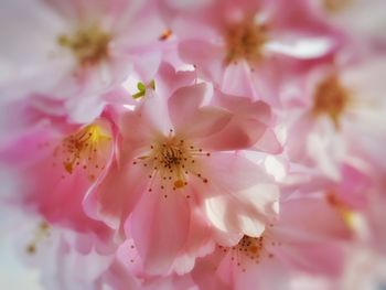Close-up of pink cherry blossom