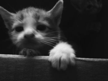 Close-up portrait of cat