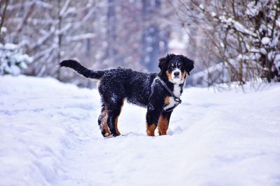 Bernese mountain dog puppy in winter forest in ukraine