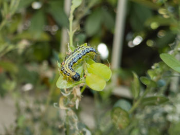 Boxwood borer above the leaves of a hedge in the garden.