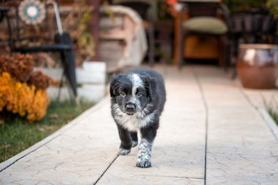 Portrait of dog