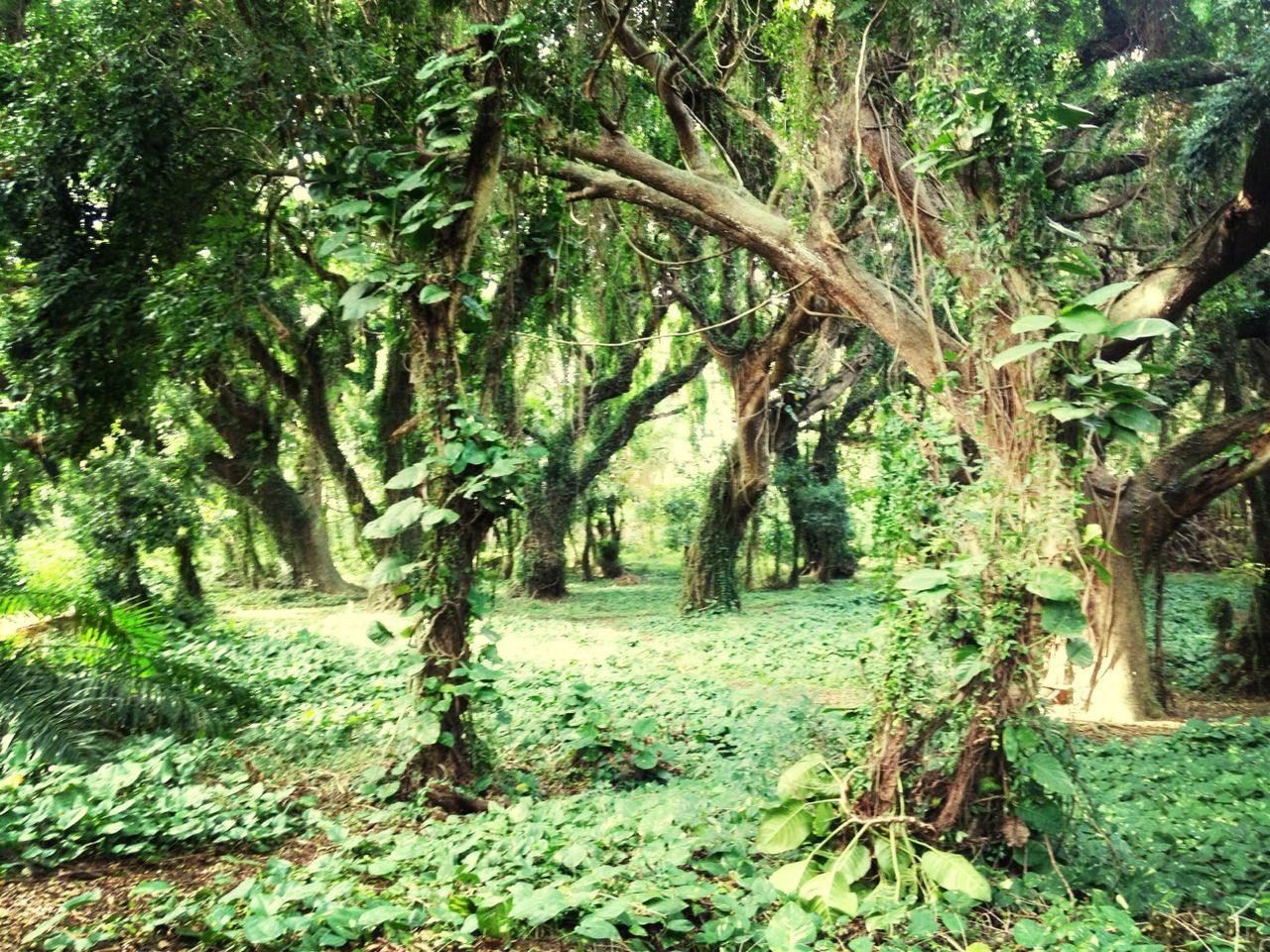 tree, growth, green color, tranquility, tree trunk, forest, nature, tranquil scene, beauty in nature, branch, lush foliage, plant, scenics, grass, green, sunlight, woodland, day, no people, landscape