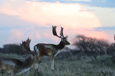 Deer standing on field against sky during sunset