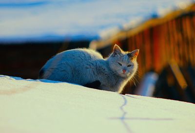 Close-up portrait of cat relaxing outdoors