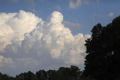 Low angle view of trees against sky