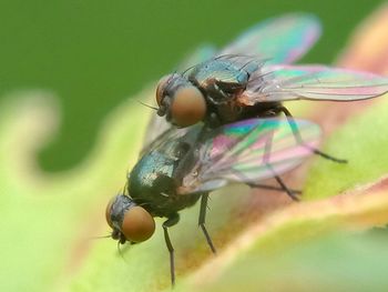 Close-up of fly on leaf