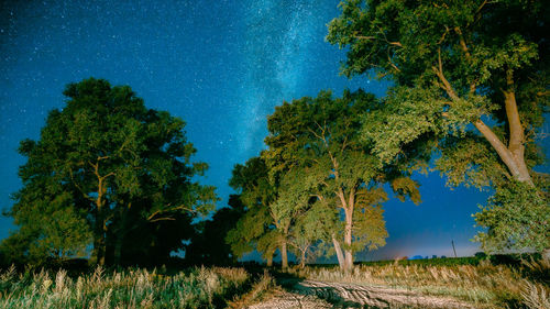 Trees on field against sky