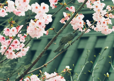 Close-up of pink flowers on tree