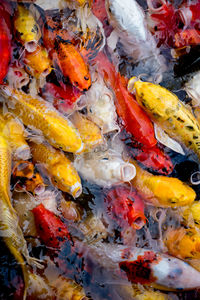 High angle view of koi carps swimming in pond