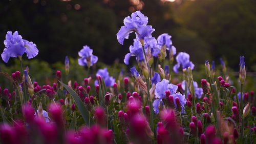 Close-up of purple lavender flowers in field