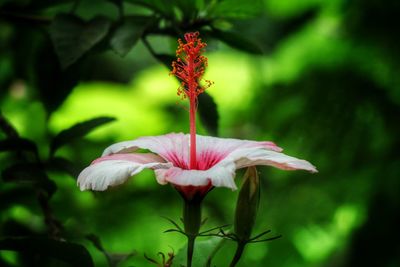 Close-up of red hibiscus blooming outdoors