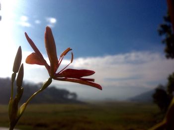 Close-up of plants growing on field