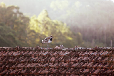 Vanellus chilensis - bird