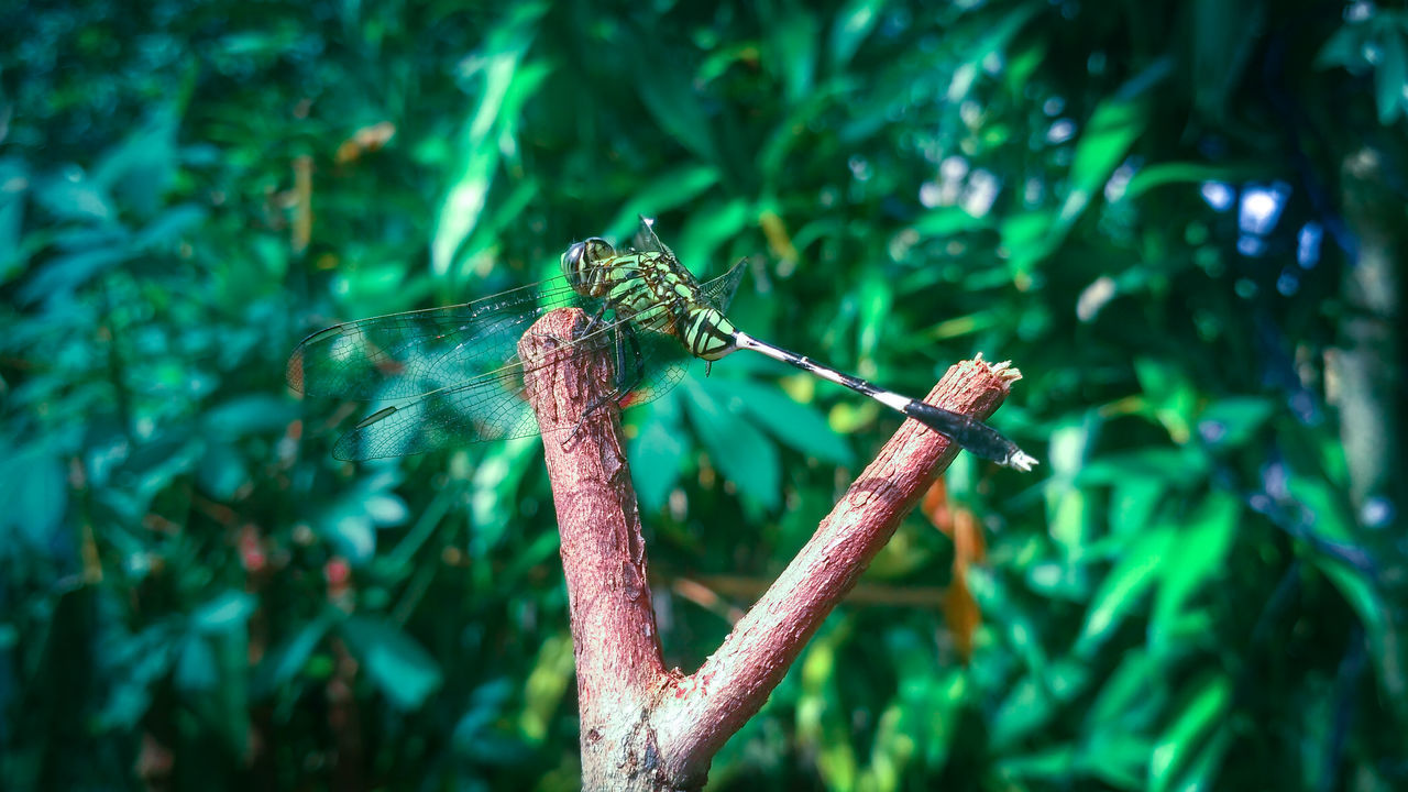 CLOSE-UP OF DRAGONFLY ON LEAF