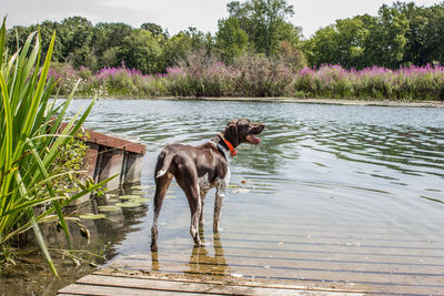 Dog by lake against trees