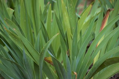 Full frame shot of green leaf