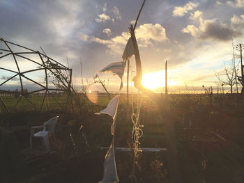Close-up of plants against sky during sunset