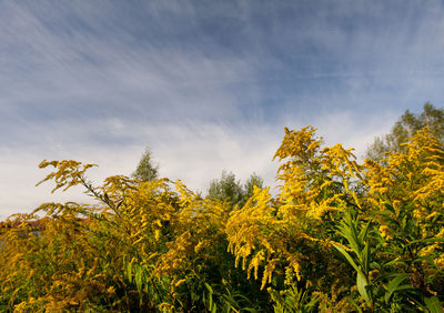 Low angle view of yellow trees against sky