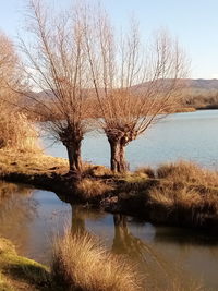 Bare tree by lake against sky