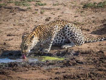 Close-up of leopard drinking water