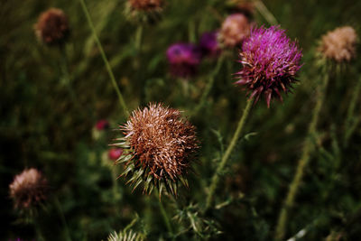 Close-up of wilted thistle